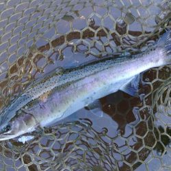 一日中釣れ続いた平谷湖フィッシングスポット